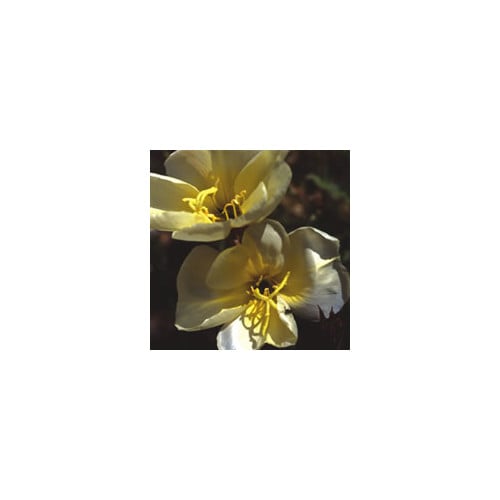 OENOTHERA ODORATA 'APRICOT DELIGHT' seed image