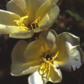 OENOTHERA ODORATA 'APRICOT DELIGHT' seed image