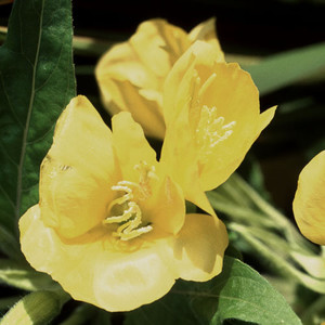 OENOTHERA BIENNIS (EVENING PRIMROSE) seed image