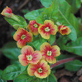 OENOTHERA FRUTICOSA 'BLOOD ORANGE' seed image