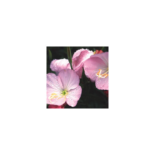 OENOTHERA SPECIOSA 'COPPER CANYON' seed image