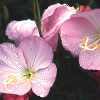 OENOTHERA SPECIOSA 'COPPER CANYON' seed image