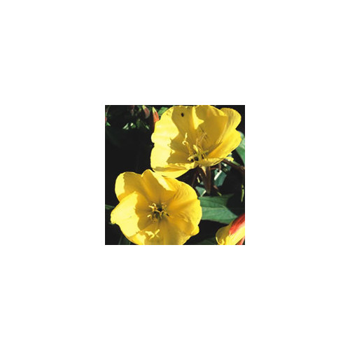 OENOTHERA HOOKERI seed image