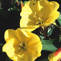 OENOTHERA HOOKERI seed image