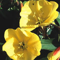OENOTHERA HOOKERI seed image