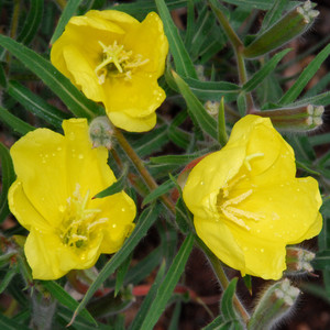 OENOTHERA LONGITUBA seed image
