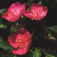 OENOTHERA MIXED seed image