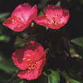 OENOTHERA MIXED seed image