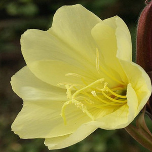 OENOTHERA ODORATA   seed image