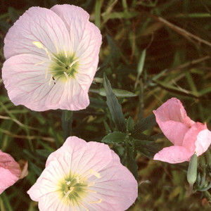 OENOTHERA SPECIOSA 'PINK PETTICOATS' seed image