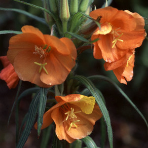 OENOTHERA VERSICOLOR 'SUNSET BOULEVARD' seed image