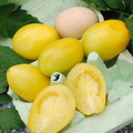 TOMATO OLD IVORY EGG seed image