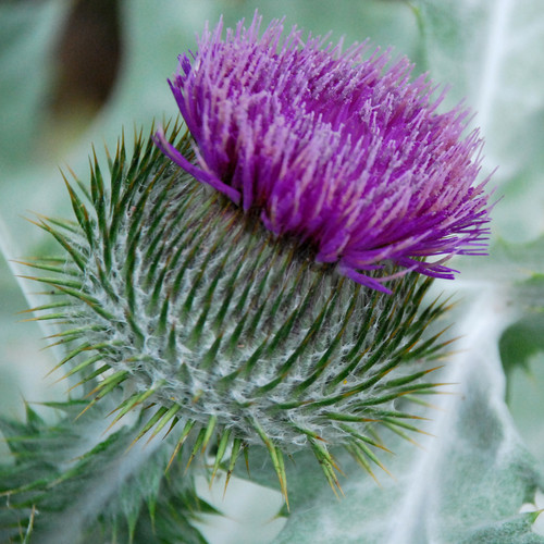 ONOPORDUM ACANTHIUM seed image