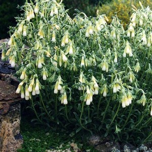 ONOSMA NANA seed image