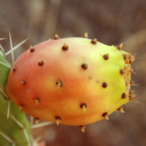 Opuntia Ficus Indica seeds Yellow variety FRESH Prickly pear 75