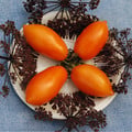 TOMATO ORANGE BANANA seed image