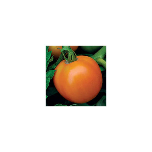 TOMATO ORANGE QUEEN seed image