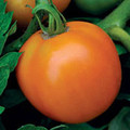 TOMATO ORANGE QUEEN seed image