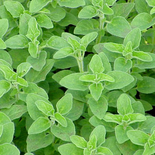HERB OREGANO seed image