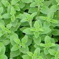 HERB OREGANO seed image