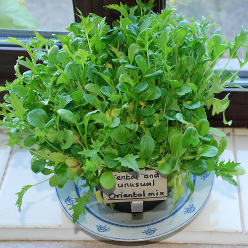 SALAD LEAF ORIENTAL MIX seed image
