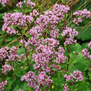 HERB OREGANO 'GREENSLEEVES' seed image