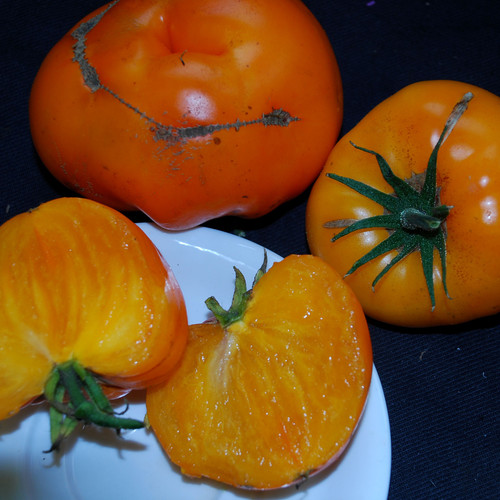 TOMATO ORLOV'S YELLOW GIANT seed image