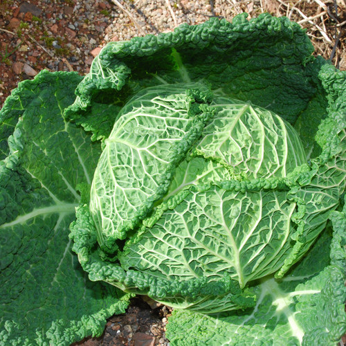 CABBAGE ORMSKIRK seed image