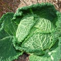 CABBAGE ORMSKIRK seed image