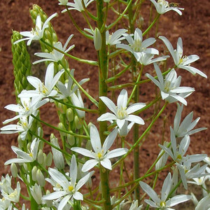 ORNITHOGALUM MAGNUM seed image