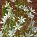 ORNITHOGALUM MAGNUM seed image