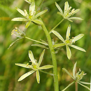ORNITHOGALUM PYRENAICUM seed image
