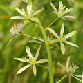 ORNITHOGALUM PYRENAICUM seed image
