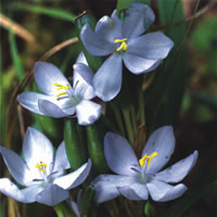 ORTHROSANTHUS LAXUS seed image