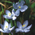ORTHROSANTHUS LAXUS seed image