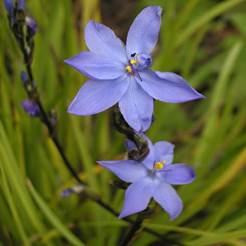 ORTHROSANTHUS MULTIFLORUS seed image