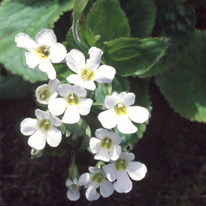 OURISIA MACROPHYLLA SNOWFLAKE seed image