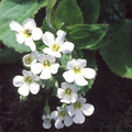 OURISIA MACROPHYLLA SNOWFLAKE seed image