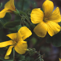 OXALIS VALDIVIENSIS seed image