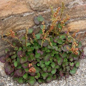 OXYRIA DIGNYA seed image