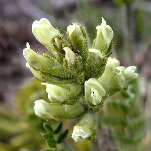 OXYTROPIS VICIDA seed image
