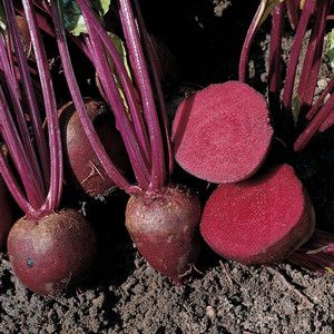 BEETROOT PABLO F1 seed image