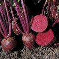 BEETROOT PABLO F1 seed image