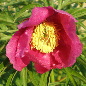 PAEONIA ANOMALA seed image
