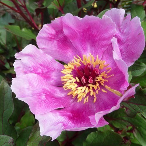 Paeonia Cambessedesii Seeds (4 seeds) - Plant World Seeds