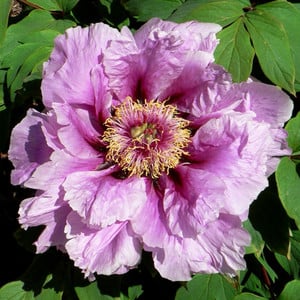 PAEONIA CHOICE MIXED seed image