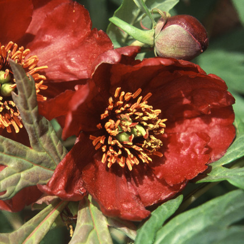 PAEONIA DELAVAYI seed image