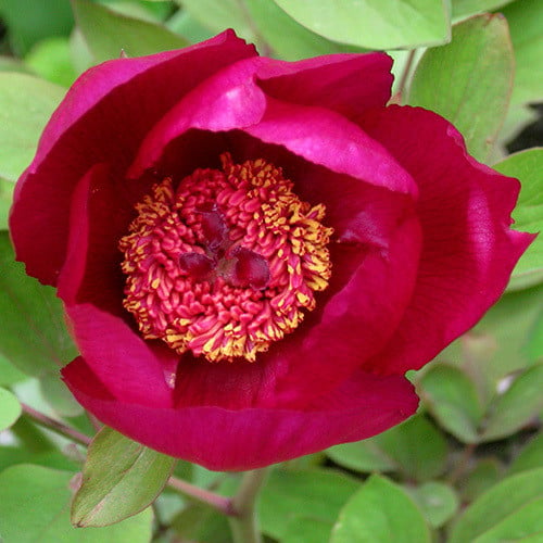 Peony seeds. Seeds of wild peony (Lat. Paeonia mlokosewitschii). Growing  peonies from seeds Stock Photo