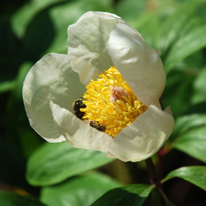 PAEONIA MLOKOSEWITSCHII (MOLLY THE WITCH) seed image