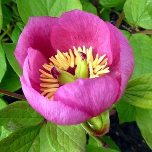PAEONIA OBOVATA seed image